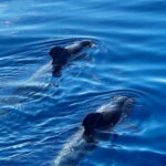 Los Cristianos: Whale Watching Cruise w/Swim Stop & Drinks - The Itinerary Breakdown