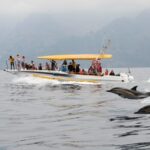 Los Gigantes: Dolphin & Whale Watching Cruise with Swim Stop - The Practicalities