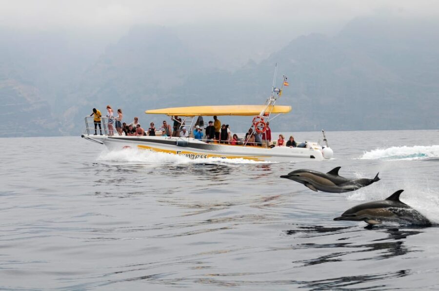 Los Gigantes: Dolphin & Whale Watching Cruise with Swim Stop - The Practicalities