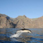 Los Gigantes: Dolphin & Whale Watching Tour on a Pirate Boat - Setting Sail from Los Gigantes
