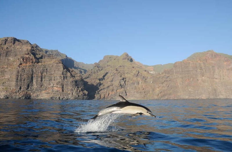 Los Gigantes: Dolphin & Whale Watching Tour on a Pirate Boat - Setting Sail from Los Gigantes