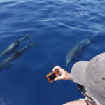 Los Gigantes: Whale or dolphin watching and swimming tour in Masca - Who This Tour Suits Best