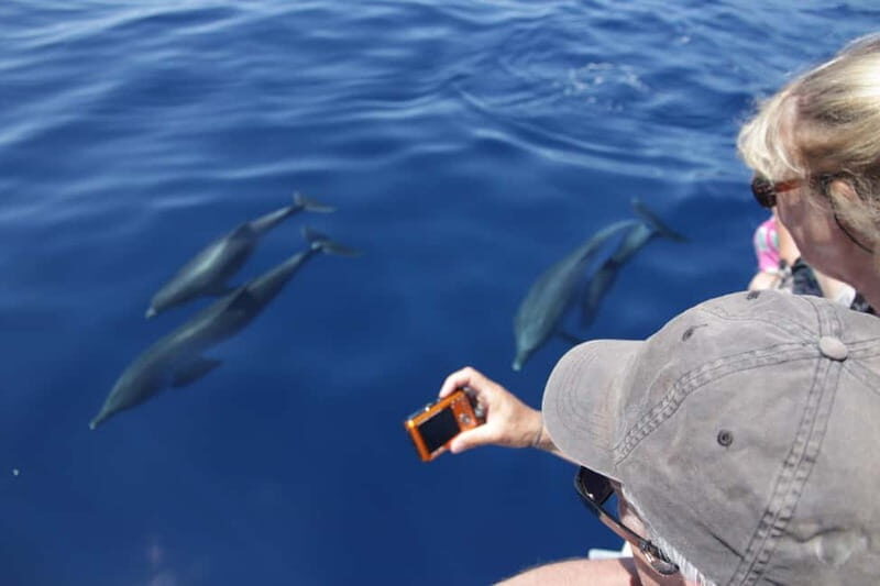 Los Gigantes: Whale or dolphin watching and swimming tour in Masca - Who This Tour Suits Best