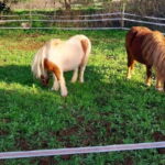 Loulé: Guided Horse Riding in the Hills of salir - The Real Value of the Experience