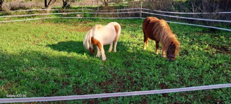 Loulé: Guided Horse Riding in the Hills of salir - The Real Value of the Experience