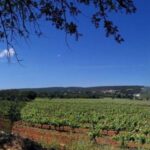 Loulé: Quinta da Tôr Winery Guided Tour and Wine Tasting - Who Will Love This Tour?