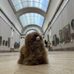 Louvre: All the stars of museum - Private guided 3h tour & entry - The Experience: A Deep Dive Into the Louvre Tour