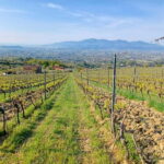 Lucca: Azienda Agricola San Pietro Winery Tour with Tasting - What You Can Expect