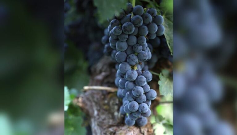 Lucca: Guided Winery Tour with Wine Tasting - What Travelers Are Saying