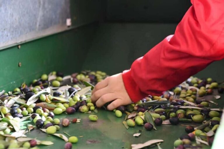 Lucinasco: a journey through flavors and traditions. Guided visit to the village. - Diving into the Details: The Itinerary