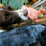 Luck and Patience: truffle hunting in Tuscany - Frequently Asked Questions