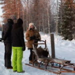 Luleå: Drive your own Husky team, 10km - The Value of This Experience