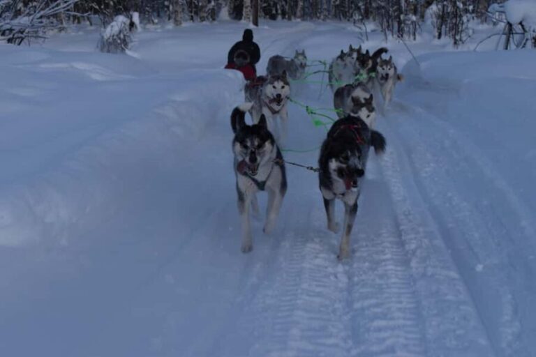 Lulea: Drive your own husky team 20km - Key Points