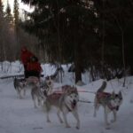 Luleå: Guided Dog Sledding Tour - How the Experience Has Been Received