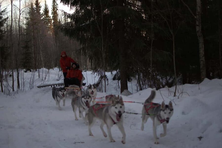 Luleå: Guided Dog Sledding Tour - How the Experience Has Been Received