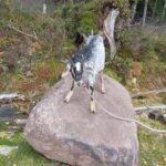 Luvigny: a unique discovery walk with goats - Why This Walk Stands Out