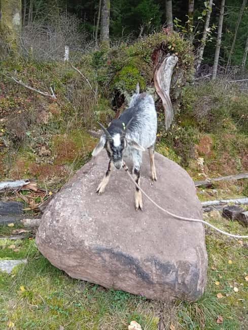 Luvigny: a unique discovery walk with goats - Why This Walk Stands Out