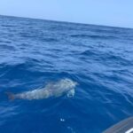 Luxury EcoMarine Safari  Whale & Dolphin Watching Adventure - What To Expect: A Step-by-Step Breakdown