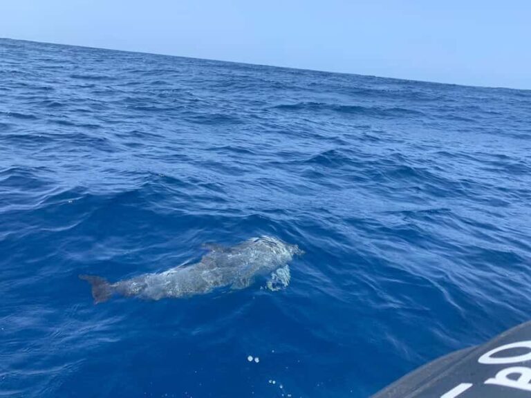 Luxury EcoMarine Safari  Whale & Dolphin Watching Adventure - What To Expect: A Step-by-Step Breakdown