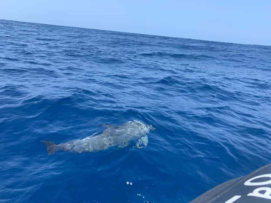 Luxury EcoMarine Safari Whale & Dolphin Watching Adventure - What To Expect: A Step-by-Step Breakdown