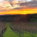 Luxury Winery Tour & Tasting with Local Food in Scansano - Exploring the Itinerary in Detail