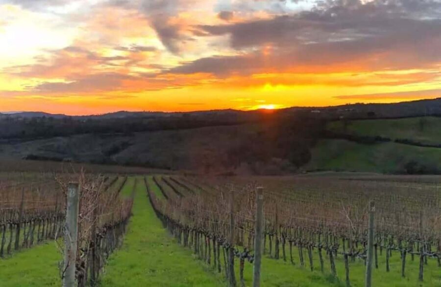 Luxury Winery Tour & Tasting with Local Food in Scansano - Exploring the Itinerary in Detail