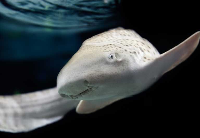 Lyon: Aquarium Entrance Ticket - What the Reviews Say