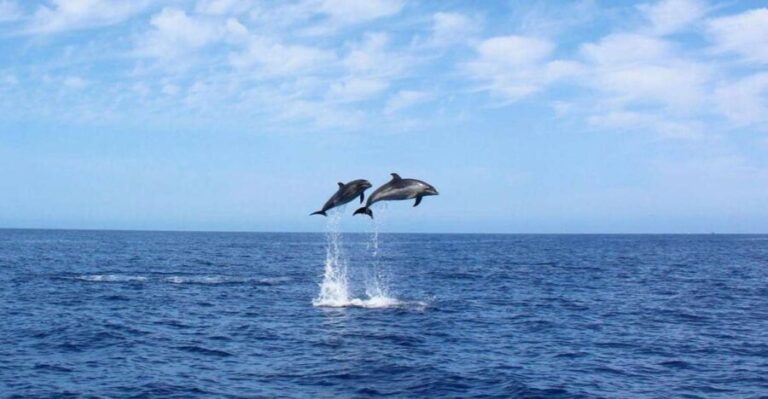 Madeira: 2.5-Hour Whale and Dolphin-Watching Cruise - Is It Worth the Price?