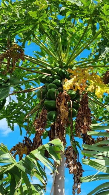 Madeira: Banana Plantation Guided Tour with Tasting - What to Expect from the Tour