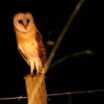 Madeira: Barn Owl Watching - What You Can Expect from the Madeira Barn Owl Watching Tour