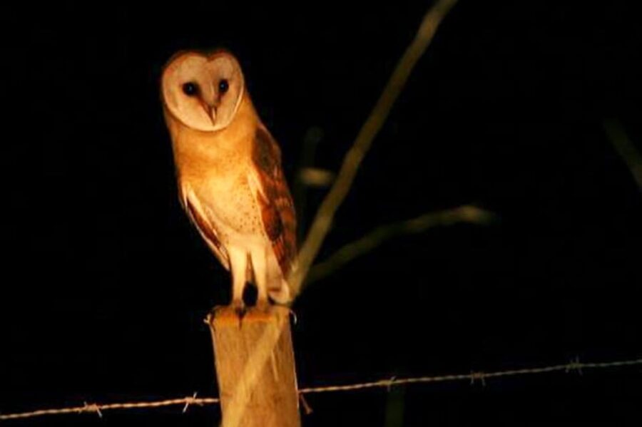 Madeira: Barn Owl Watching - What You Can Expect from the Madeira Barn Owl Watching Tour