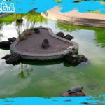 Madeira: Botanical Gardens + Old Town Tuk-Tuk Tour by MadTuk - The Itinerary Breakdown