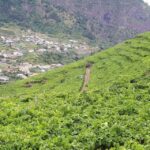 Madeira: Cabo Girão, Wine Tasting, & Serra d'Água Jeep Tour - The Balance of the Tour