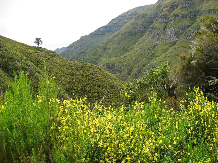 Madeira: Enjoy a Guided Levada Walk in the Rabaçal Valley - What’s Included and What to Know