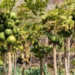 Madeira: Faja dos Padres Private Sightseeing Tour - The Scenic Ascent and Descent