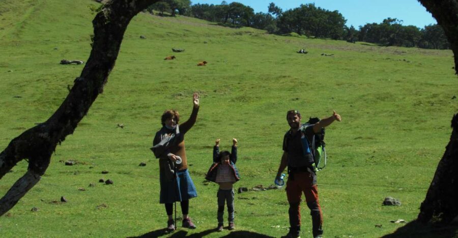 Madeira: Fanal Forest Guided Hiking Tour - What to Expect from the Tour