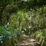 Madeira: Full-Day Laurel Forest Guided Walking Tour - Discovering Madeira’s Laurel Forest and Levadas
