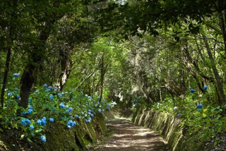 Madeira: Full-Day Laurel Forest Guided Walking Tour - Discovering Madeira’s Laurel Forest and Levadas