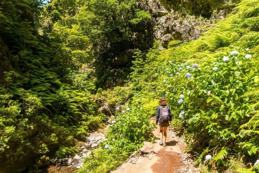 Madeira: Jungle Fever Levada Caldeirao Verde Hike Santana - Is the Price Worth It?