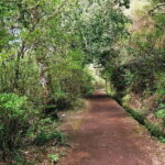 Madeira: Levada Paradise Valley Scenic Walk - What You’ll See and Experience