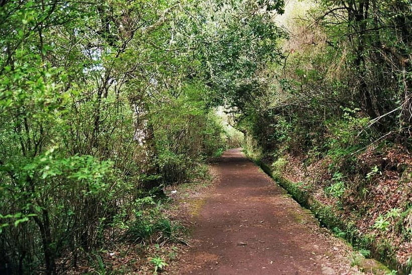 Madeira: Levada Paradise Valley Scenic Walk - What You’ll See and Experience