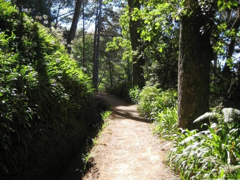 Madeira: Paradise Valley Levada Walk - What Do the Reviews Say?