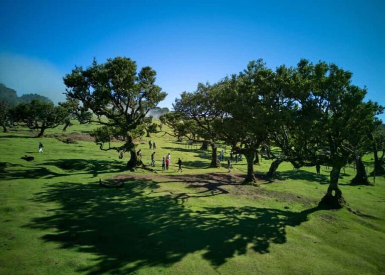 Madeira: PRIVATE 4x4 Jeep Tour - The Experience and the Guide