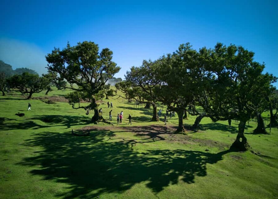 Madeira: PRIVATE 4x4 Jeep Tour - The Experience and the Guide