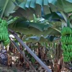 Madeira: Private Banana Farm Tour with Pickup - What to Expect from the Tour