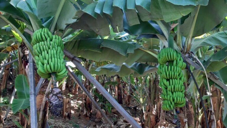 Madeira: Private Banana Farm Tour with Pickup - What to Expect from the Tour
