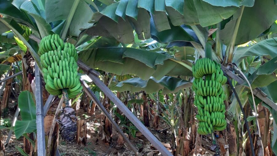 Madeira: Private Banana Farm Tour with Pickup - What to Expect from the Tour