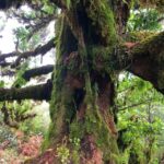 Madeira: Private Guided Vereda do Fanal Walk PR13 - The Practical Side: Logistics and Value