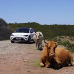 Madeira Private Premium Eco-Friendly Tour in Electric Car - The Experience: What You’ll Really Get