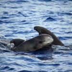 Madeira: Responsible Whales and/or Dolphins Watching Tour - The Itinerary: What to Expect